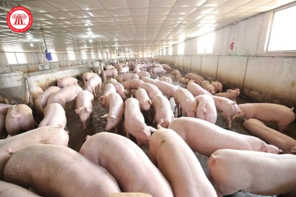 Trang trại chăn nuôi lợn đực với số lượng 200 con thì thực hiện quy mô chăn nuôi gì? 