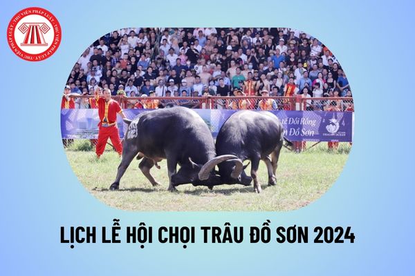 Lễ hội chọi trâu Đồ Sơn 2024 vào ngày nào? Lịch chọi trâu Đồ Sơn 2024? Ý nghĩa của lễ hội chọi trâu? 