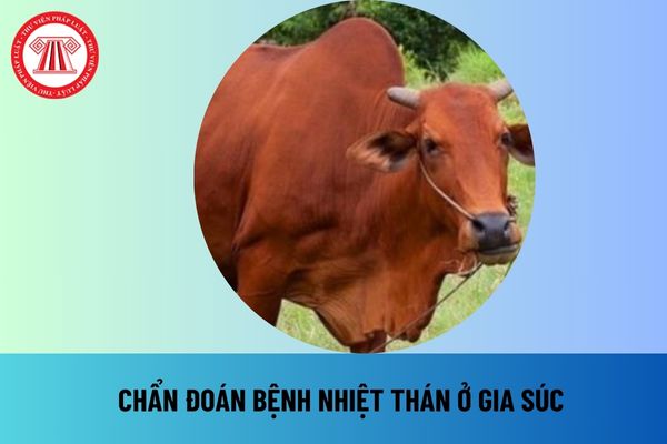 Tiêu chuẩn quốc gia TCVN 8400-52:2022 về Bệnh động vật - Quy trình chẩn đoán bệnh nhiệt thán ở gia súc như thế nào?