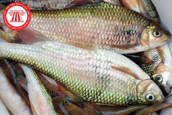 Chủ cơ sở nuôi trồng thủy sản có phải tiêu hủy cá đang mắc bệnh?