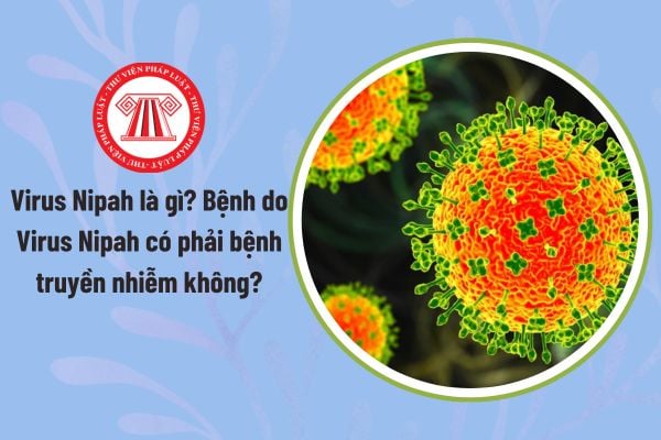 Pháp luật
