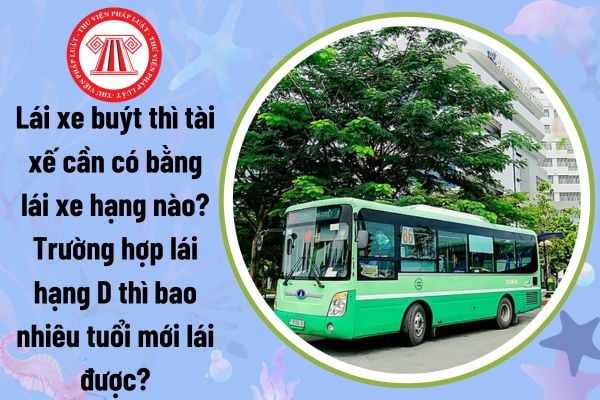 Lái xe buýt thì tài xế cần có bằng lái xe hạng nào? Trường hợp lái hạng D thì bao nhiêu tuổi mới lái được?