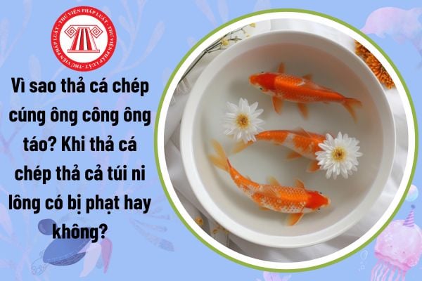 Vì sao thả cá chép cúng ông công ông táo? Khi thả cá chép thả cả túi ni lông có bị phạt hay không?