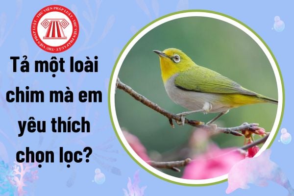 Tả một loài chim mà em yêu thích chọn lọc? Học sinh tiểu học có quyền và nghĩa vụ gì theo quy định?