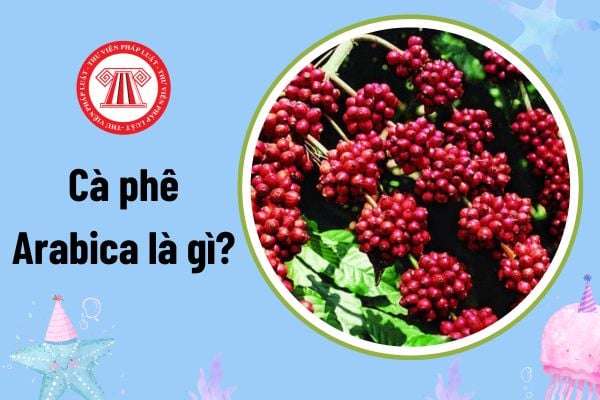 Cà phê Arabica là gì? Việt Nam có trồng cà phê Arabica? Cà phê Arabica có phải là hàng hóa do nhà nước định giá?