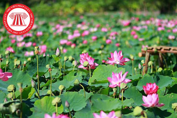 Đáp án Tuần 3 Hội thi trực tuyến tìm hiểu Luật Thi đua khen thưởng và công tác thi đua khen thưởng tỉnh Đồng Tháp?