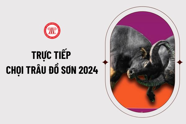 Trực tiếp chọi trâu đồ sơn 2024 ở đâu? Link xem trực tiếp chọi trâu đồ sơn 2024? Thời gian diễn ra chọi trâu đồ sơn 2024?