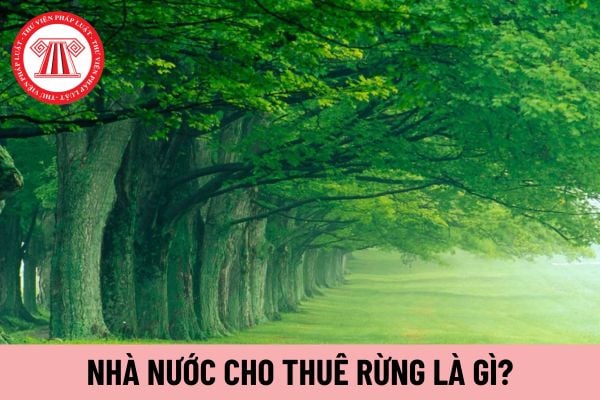 cho thuê rừng