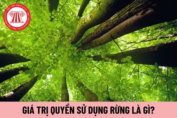 giá trị quyền sử dụng rừng