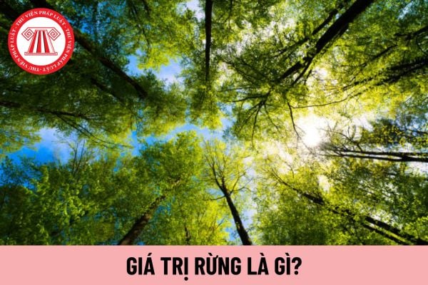 giá trị rừng