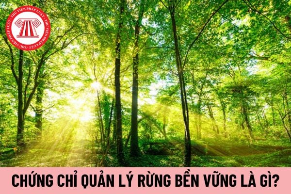 quản lý rừng