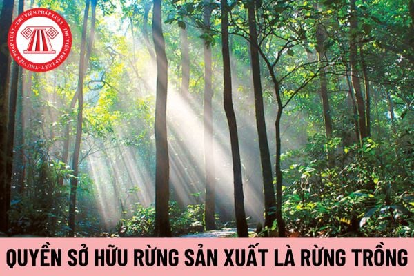 rừng sản xuất