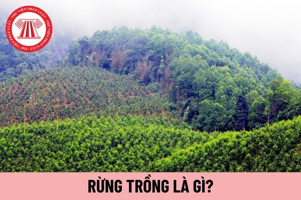 rừng trồng