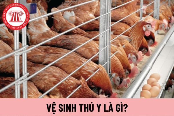 vệ sinh thú y