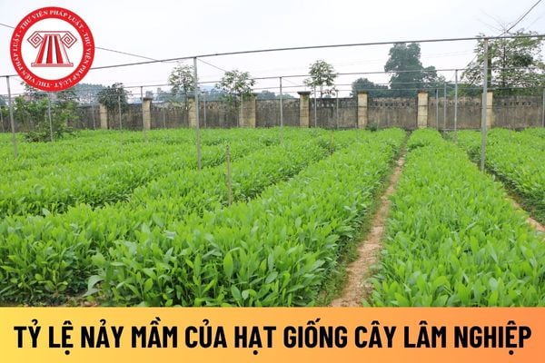 cây lâm nghiệp