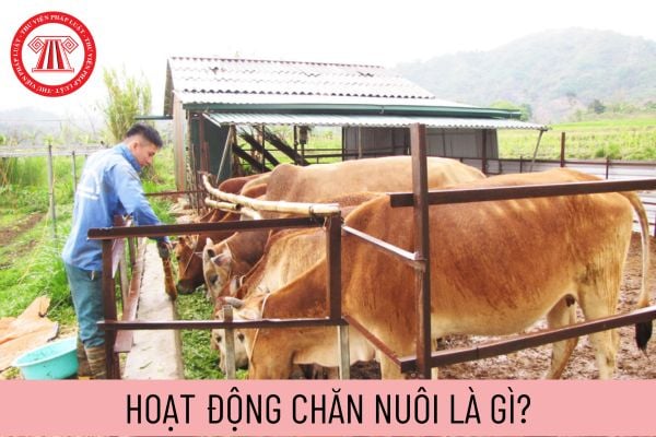 hoạt động chăn nuôi