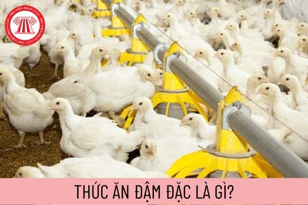 thức ăn đậm đặc