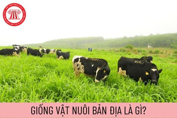 giống vật nuôi bản địa