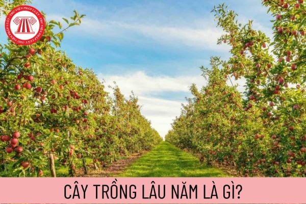 cây trồng lâu năm