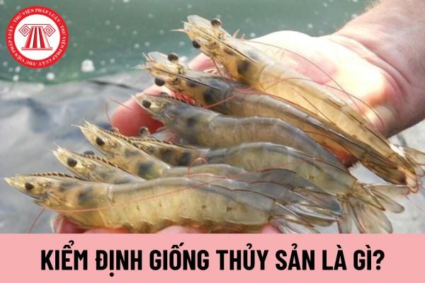 kiểm định giống thủy sản