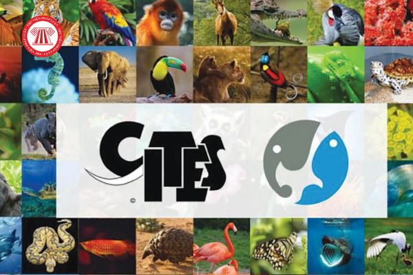 Có thể kinh doanh mẫu vật các loài động vật, thực vật hoang dã nguy cấp thuộc Phụ lục CITES không?