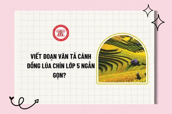 Viết đoạn văn tả cánh đồng lúa chín lớp 5 ngắn gọn? Tham khảo mẫu bài văn tả cảnh lớp 5 ngắn gọn?