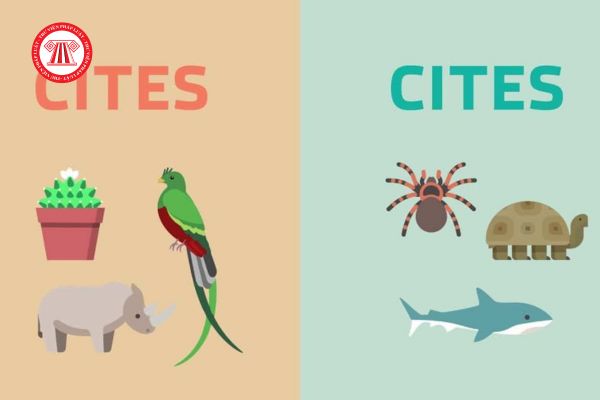 Cơ quan nào có trách nhiệm cấp giấy phép CITES nhập khẩu mẫu vật sống của các loài động vật hoang dã để nuôi, giữ?