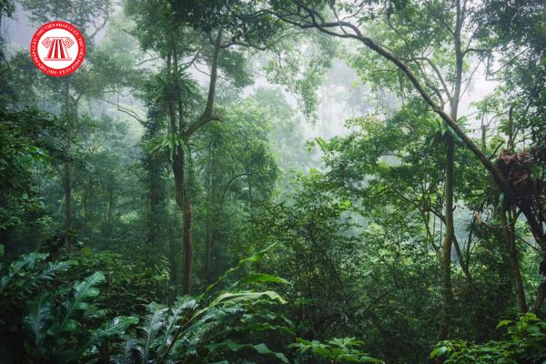 Nhà nước giao rừng cho ban quản lý rừng đặc dụng đối với rừng phòng hộ xen kẽ trong diện tích rừng đặc dụng có thu tiền không?