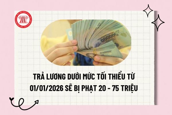 Pháp luật