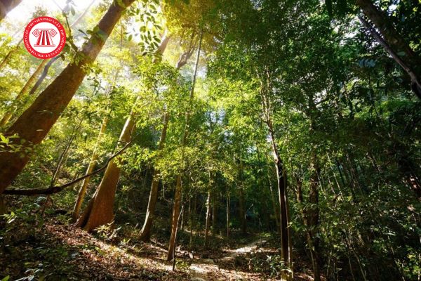 Dự án cấp thiết nào cần phải chuyển mục đích sử dụng rừng tự nhiên? Phê duyệt chủ trương chuyển mục đích sử dụng rừng tự nhiên phải đảm bảo gì?