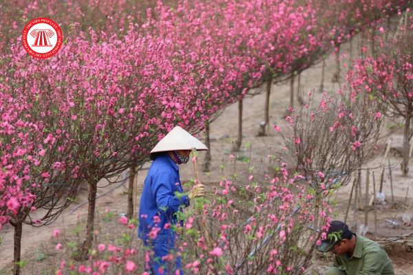 Hỗ trợ thiệt hại đào, quất Nhật Tân sau trận lũ lịch sử do ảnh hưởng bão số 3? Tải về mẫu đề nghị hỗ trợ?