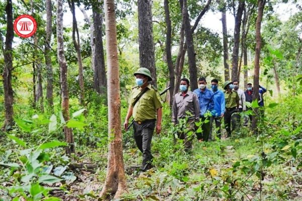 Cá nhân, tổ chức nào được nhận khoán bảo vệ rừng? Cá nhân, tổ chức được nhận khoán bảo vệ rừng có mức hỗ trợ là bao nhiêu? 