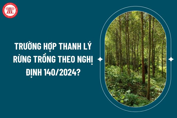 Trường hợp thanh lý rừng trồng theo Nghị định 140/2024? Thẩm quyền quyết định thanh lý rừng trồng? (Hình từ internet)