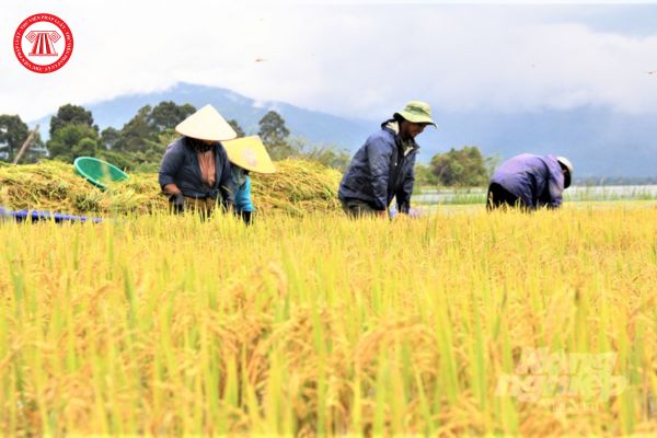 Đất nông nghiệp có bao gồm đất trồng cây hằng năm? Đất trồng cây hằng năm được sử dụng để làm gì?