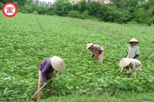 Người được giao đất trồng cây hàng năm không sử dụng, khai thác liên tục trong 12 tháng thì có bị Nhà nước thu hồi đất hay không?