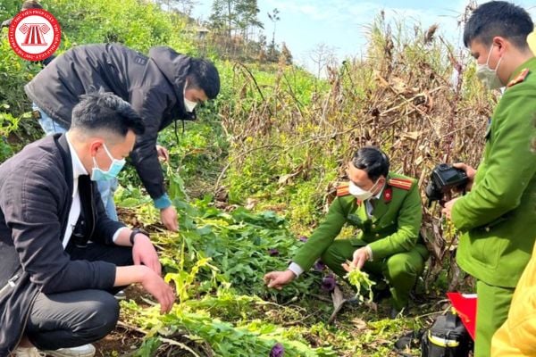 Khi phát hiện có người trồng cây có chứa chất ma túy thì cá nhân có phải thông báo thông tin cho công an hay không?