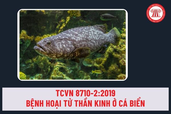 Tiêu chuẩn quốc gia TCVN 8710-2:2019 về Bệnh hoại tử thần kinh ở cá biển có triệu chứng lâm sàng ra sao?