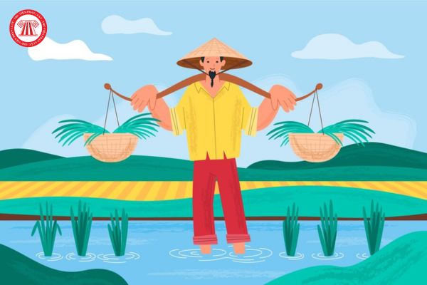 Cá nhân không trực tiếp sản xuất nông nghiệp muốn nhận chuyển nhượng quyền sử dụng đất trồng lúa quá hạn mức phải xử lý như thế nào theo Luật Đất đai mới?
