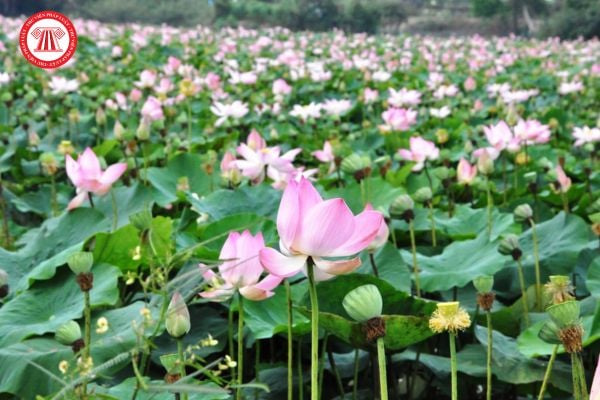 Đối tượng nào chịu trách nhiệm về tính đầy đủ của các nội dung ghi ở biên bản họp hội đồng thẩm định hồ sơ dự án thành lập khu bảo tồn đất ngập nước?