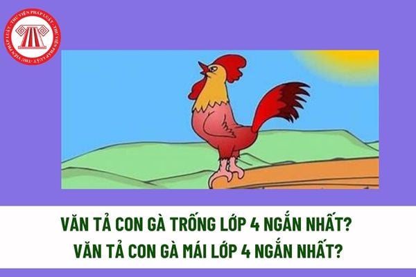 Văn tả con gà trống lớp 4 ngắn nhất? Văn Tả con gà mái lớp 4 ngắn nhất? Học sinh lớp 4 cần đạt yêu cầu gì về năng lực văn học? 