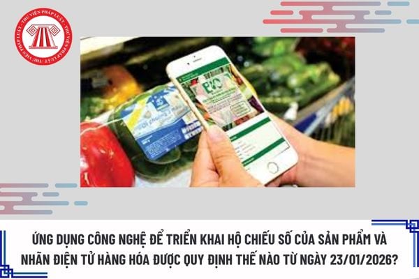 Pháp luật