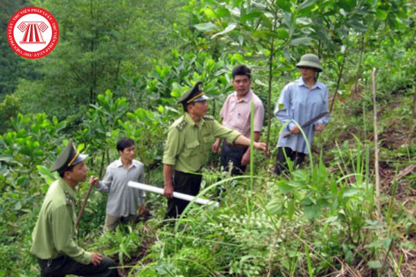 quản lý bảo vệ rừng
