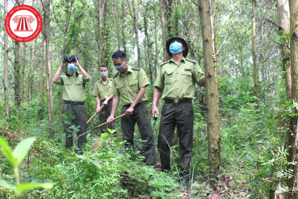 quản lý bảo vệ rừng