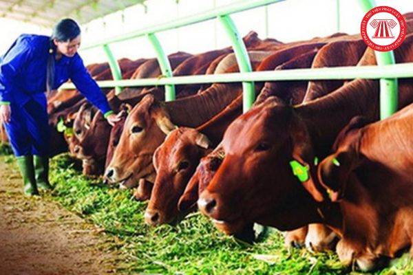 Cơ quan nào cấp phép nhập khẩu phôi giống gia súc? Hồ sơ đăng ký nhập khẩu phôi giống gia súc gồm những thành phần nào?