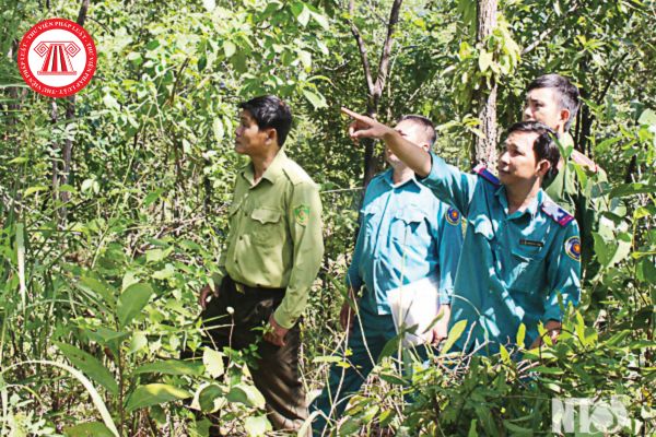Chức danh nghề nghiệp kỹ thuật viên quản lý bảo vệ rừng có hệ số lương bao nhiêu?