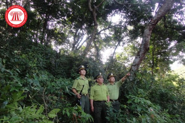 Chức danh quản lý bảo vệ rừng viên chính