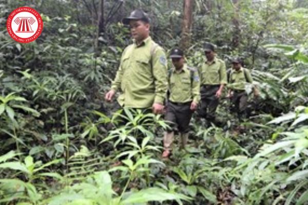 quản lý bảo vệ rừng viên chính