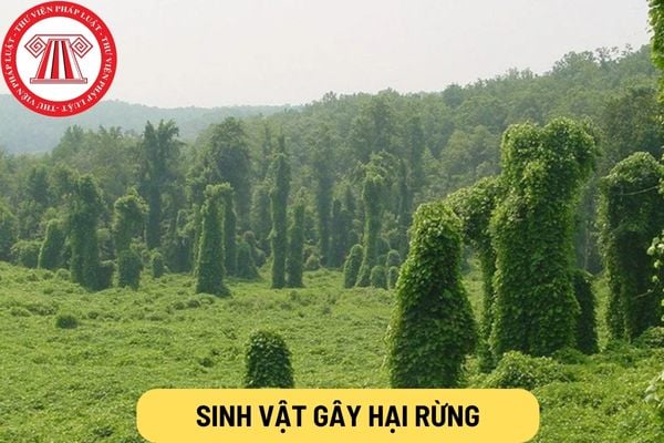 sinh vật gây hại rừng