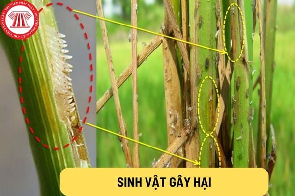 sinh vật gây hại