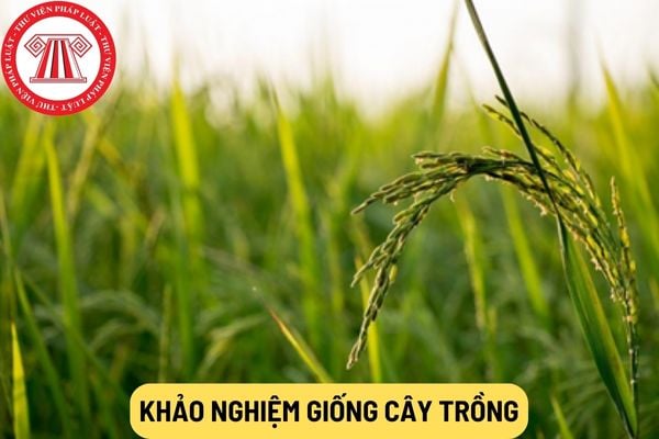 khảo nghiệm giống cây trồng